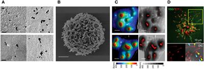 Pre-organized landscape of T cell surface